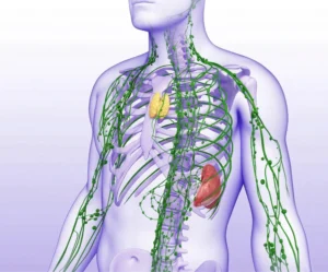 Masaj de drenaj limfatic abdominal Brasov